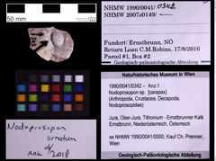 Foto (Objekt + Etiketten) von Nodoprosopon sp. (NHMW-GEO-1990-0041-0342)